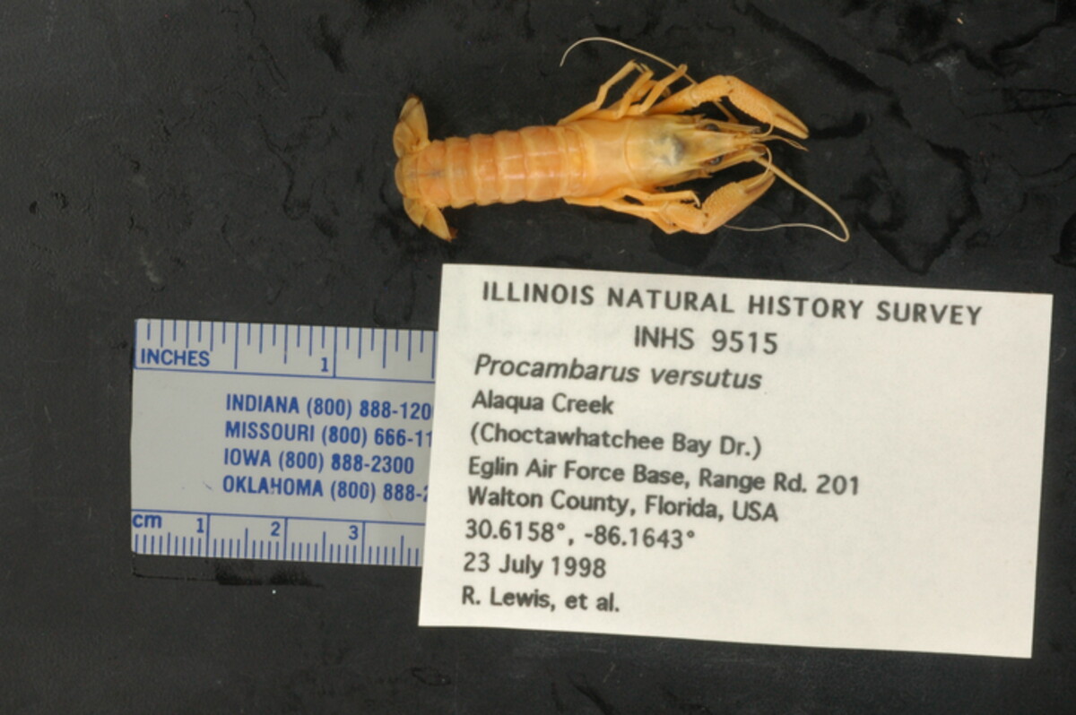 Procambarus versutus image